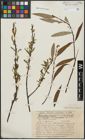 Foto von Salix alba L. x Salix fragilis L.